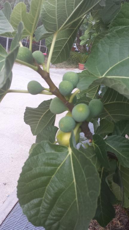 Azienda Agricola Cuntarati Bronte Ngoại thất bức ảnh